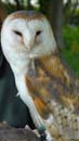 Moss the barn owl